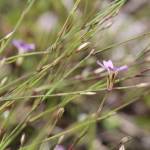 Fotografia 1 da espécie Petrorhagia saxifraga do Jardim Botânico UTAD