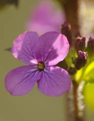 Lunaria annua subesp. annua