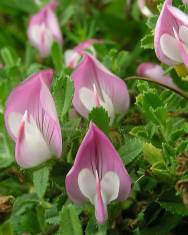 Fotografia da espécie Ononis spinosa subesp. spinosa