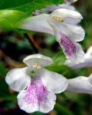 Fotografia da espécie Melittis melissophyllum subesp. melissophyllum