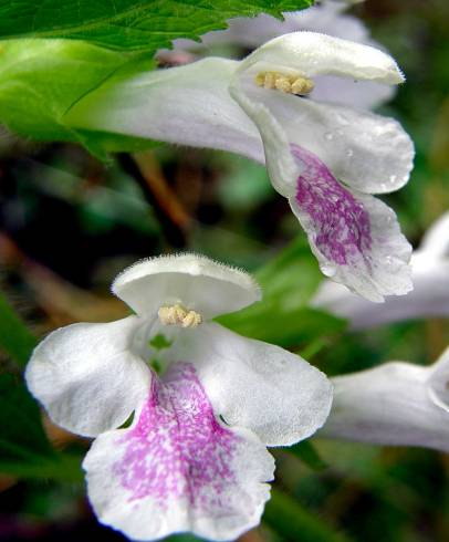 Fotografia de capa Melittis melissophyllum subesp. melissophyllum - do Jardim Botânico