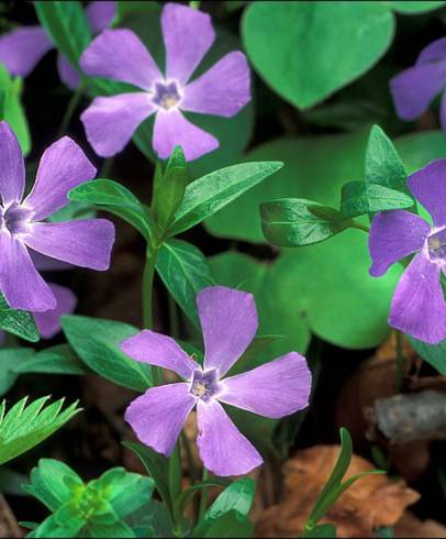 Fotografia de capa Vinca minor - do Jardim Botânico