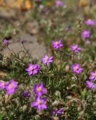 Fotografia da espécie Spergularia purpurea