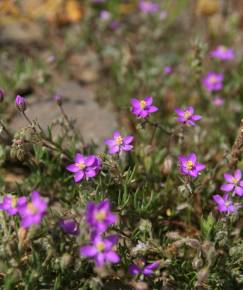 Fotografia da espécie Spergularia purpurea