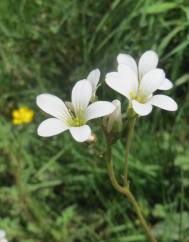 Saxifraga granulata