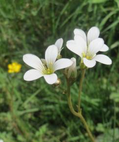 Fotografia da espécie Saxifraga granulata