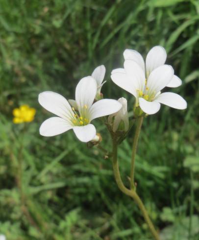 Fotografia de capa Saxifraga granulata - do Jardim Botânico