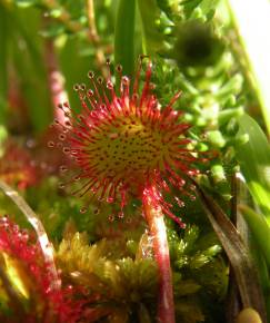 Fotografia da espécie Drosera rotundifolia