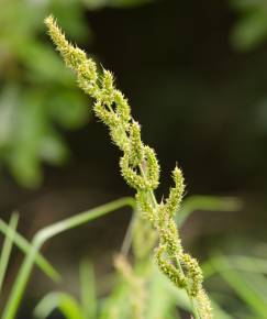 Fotografia da espécie Echinochloa crus-galli