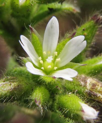 Fotografia de capa Cerastium glomeratum - do Jardim Botânico