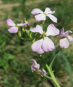 Fotografia da espécie Raphanus sativus