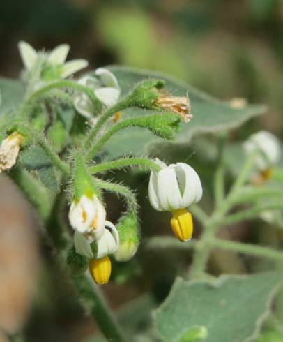 Fotografia de capa Solanum nigrum - do Jardim Botânico