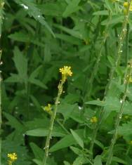 Fotografia da espécie Sisymbrium officinale