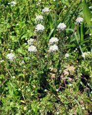 Fotografia da espécie Lepidium heterophyllum