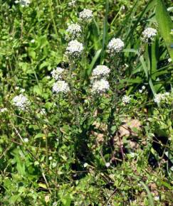 Fotografia da espécie Lepidium heterophyllum