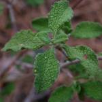 Fotografia 1 da espécie Cistus salvifolius do Jardim Botânico UTAD