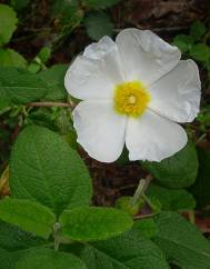 Cistus salvifolius