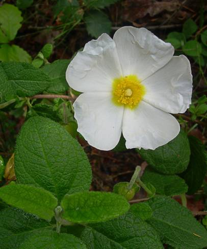 Fotografia de capa Cistus salvifolius - do Jardim Botânico