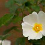 Fotografia 6 da espécie Cistus salvifolius do Jardim Botânico UTAD