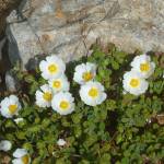 Fotografia 7 da espécie Cistus salvifolius do Jardim Botânico UTAD