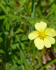 Fotografia da espécie Potentilla recta