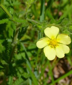 Fotografia da espécie Potentilla recta