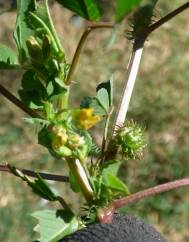 Medicago polymorpha