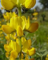 Fotografia da espécie Lupinus luteus