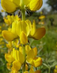 Lupinus luteus