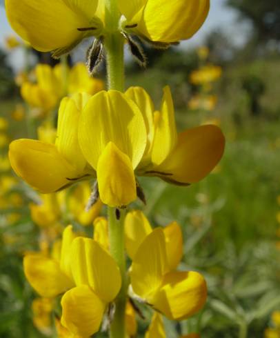 Fotografia de capa Lupinus luteus - do Jardim Botânico