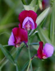 Lathyrus clymenum