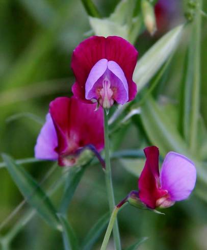 Fotografia de capa Lathyrus clymenum - do Jardim Botânico