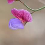 Fotografia 6 da espécie Lathyrus clymenum do Jardim Botânico UTAD