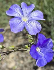 Linum narbonense