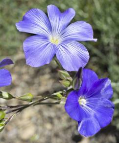 Fotografia da espécie Linum narbonense