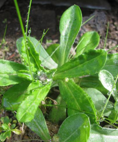 Fotografia de capa Gamochaeta pensylvanica - do Jardim Botânico