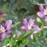 Fotografia 6 da espécie Lycium barbarum do Jardim Botânico UTAD