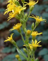 Fotografia da espécie Inula viscosa