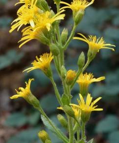 Fotografia da espécie Inula viscosa