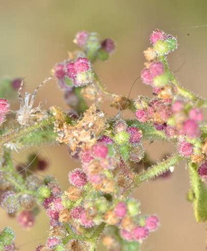 Fotografia de capa Chenopodium botrys - do Jardim Botânico