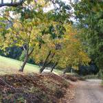 Fotografia 6 da espécie Diospyros kaki do Jardim Botânico UTAD