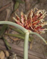 Fotografia da espécie Cyperus capitatus