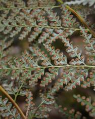 Fotografia da espécie Culcita macrocarpa