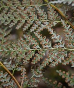 Fotografia da espécie Culcita macrocarpa