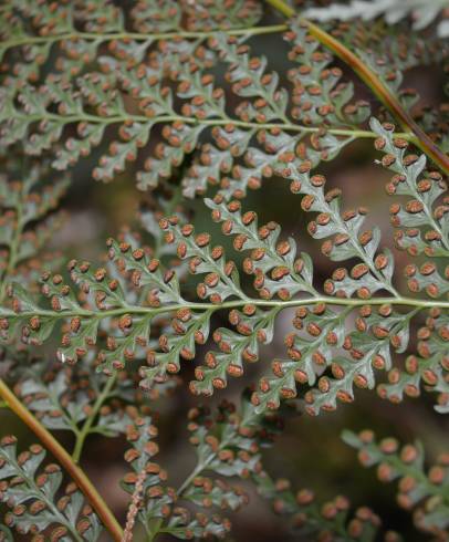 Fotografia de capa Culcita macrocarpa - do Jardim Botânico