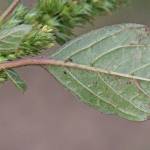 Fotografia 6 da espécie Amaranthus hybridus do Jardim Botânico UTAD