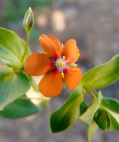 Fotografia da espécie Anagallis arvensis