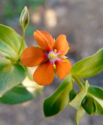 Fotografia de capa Anagallis arvensis subesp. arvensis - do Jardim Botânico