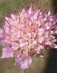 Scabiosa atropurpurea