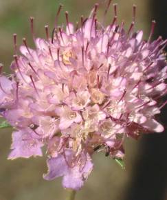 Fotografia da espécie Scabiosa atropurpurea